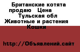  Британские котята продаю › Цена ­ 500 - Тульская обл. Животные и растения » Кошки   